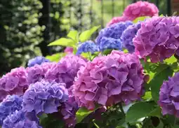 Jardiland Ecloz hortensia de jardin ecloz offre