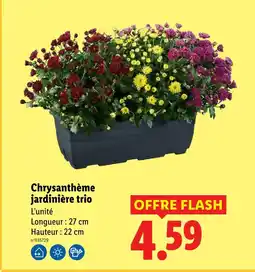 Lidl Chrysanthème jardinière trio offre