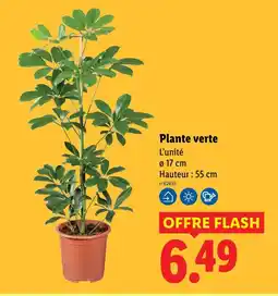 Lidl Plante verte offre
