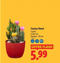 Lidl Cactus fleuri offre