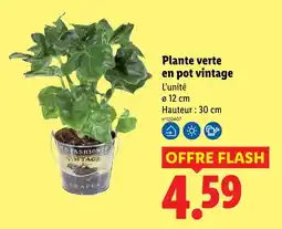Lidl Plante verte en pot vintage offre