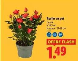 Lidl Rosier en pot offre