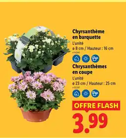 Lidl Chrysanthème en barquette offre