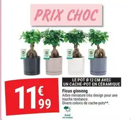 Gamm vert Ficus ginseng offre