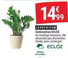 Gamm vert Ecloz - zamioculcas offre