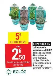Gamm vert Ecloz - collection de succulentes offre