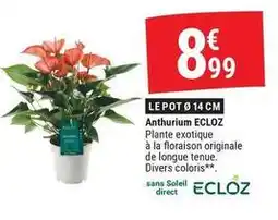 Gamm vert Ecloz - anthurium offre