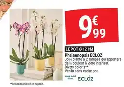 Gamm vert Ecloz - phalaenopsis offre