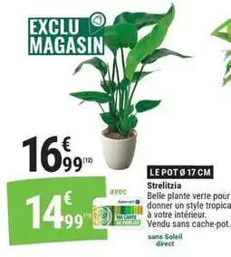 Gamm vert Strelitzia offre