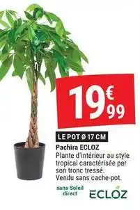 Gamm vert Ecloz - pachira offre