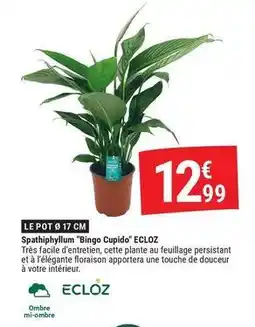 Gamm vert Ecloz - spathiphyllum bingo cupido offre