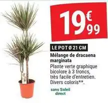 Gamm vert Facile - mélange de dracaena marginata offre