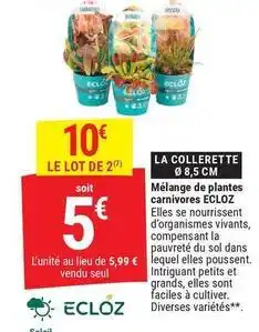 Gamm vert Ecloz - mélange de plantes carnivores offre