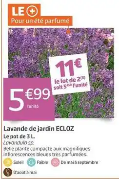 Jardiland Ecloz - lavande de jardin offre