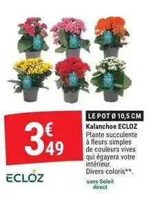 Gamm vert Ecloz - kalanchoe offre