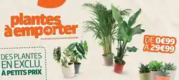 Jardiland Plantes a camperner des plantes en exclu offre