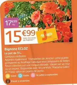 Jardiland Ecloz - bignone offre