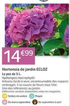 Jardiland Facile - hortensia de jardin offre