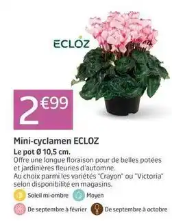 Jardiland Ecloz - mini-cyclemen offre