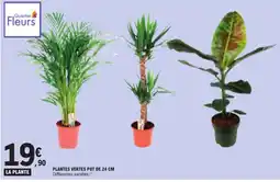 E.Leclerc Quartier Fleurs PLANTES VERTES offre