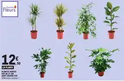 E.Leclerc Quartier Fleurs LA PLANTE offre