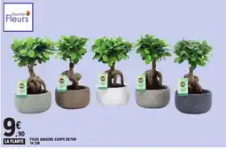 E.Leclerc Quartier Fleurs FICUS GINSENG COUPE BETON offre