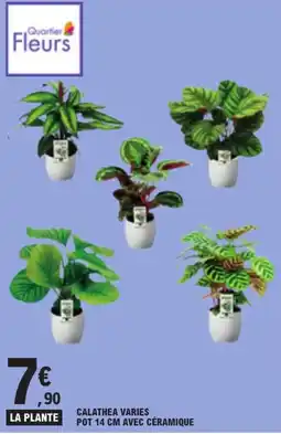 E.Leclerc Quartier Fleurs CALATHEA VARIES offre