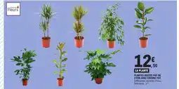 E.Leclerc Express Plantes bebe per le con avec garnie offre