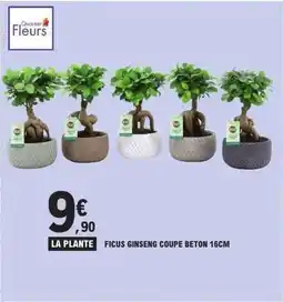 E.Leclerc Express Ficus ginseng coupe beton 16cm offre