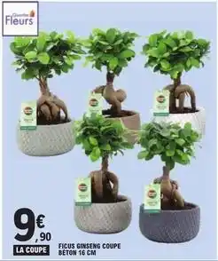 E.Leclerc Ficus ginseng coupe béton offre