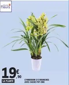 E.Leclerc Cymbidium 2/3 branches avec cache pot zinc offre