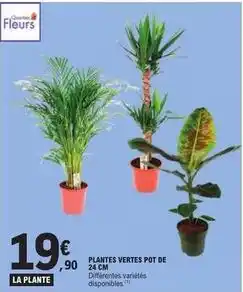 E.Leclerc Plantes vertes pot de 24 cm offre