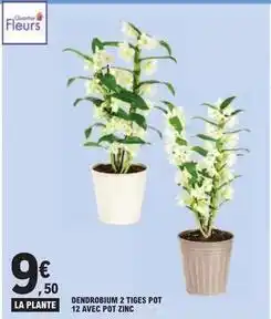 E.Leclerc Dendrobium 2 tiges pot 12 avec pot zinc offre