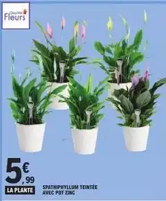 E.Leclerc Spathiphyllum teintée avec pot zinc offre