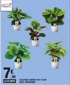 E.Leclerc Calathea varies pot 14 cm avec céramique offre