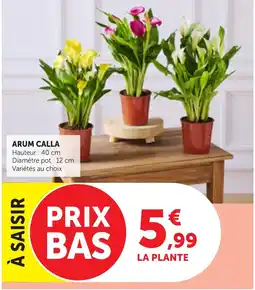 Bi1 ARUM CALLA offre