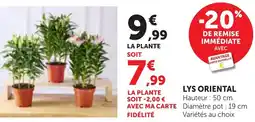 Bi1 Lys oriental offre