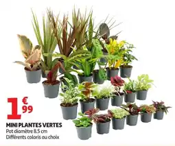 Auchan Supermarché MINI PLANTES VERTES offre
