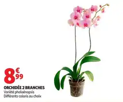 Auchan Supermarché ORCHIDÉE 2 BRANCHES offre
