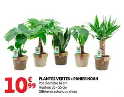 Auchan Supermarché PLANTES VERTES + PANIER NOAH offre