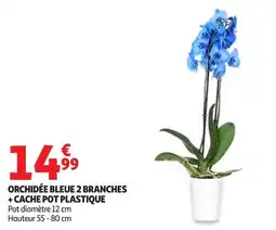 Auchan Supermarché ORCHIDÉE BLEUE 2 BRANCHES offre