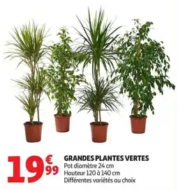 Auchan Supermarché GRANDES PLANTES VERTES offre