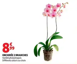Auchan Supermarché ORCHIDÉE 2 BRANCHES offre