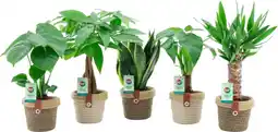 Auchan Supermarché Sans marque plantes vertes + panier noah offre