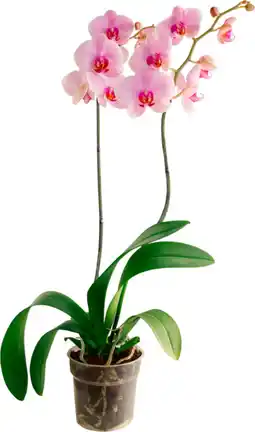 Auchan Supermarché Sans marque orchidée 2 branches offre