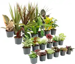 Auchan Supermarché Sans marque mini plantes vertes offre