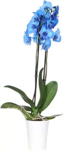 Auchan Supermarché Sans marque orchidée bleue 2 branches + cache pot plastique offre