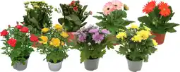Auchan Sans marque plantes fleuries offre