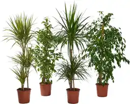 Auchan Sans marque grandes plantes vertes offre