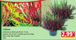 Norma Calluna offre